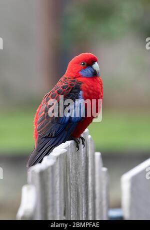 Purpurrote Rosella (Platycercus elegans) auf einem Holzzaun im Lamington National Park, Queensland Stockfoto