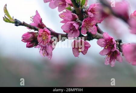 In diesem hübschen Obstgarten in Michigan USA bedecken rosa Blüten Pfirsichbäume Stockfoto