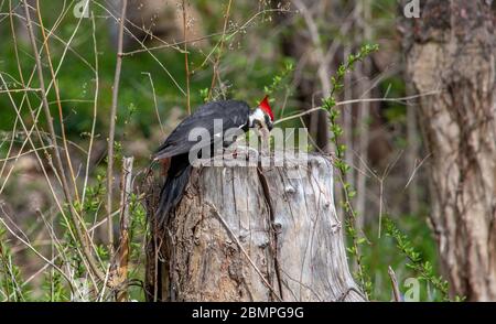 Der große Pileated Specht sucht in einem verrotteten Holzbuch nach leckeren Insekten zum Abendessen Stockfoto