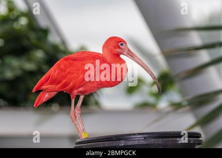 Scharlachrote Ibis in der Regenwald-Pyramide in Moody Gardens in Galveston, Texas. Stockfoto