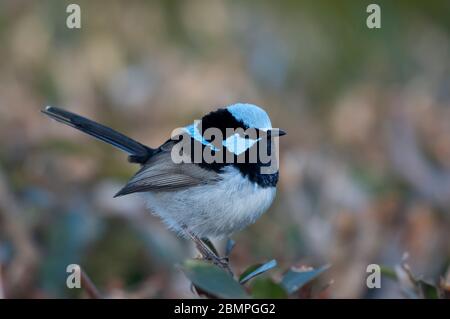 Männlich Superb Fairywren (Malurus cyaneus) auf einem Strauch thront Stockfoto