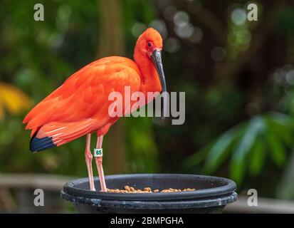 Scharlachrote Ibis in der Regenwald-Pyramide in Moody Gardens in Galveston, Texas. Stockfoto