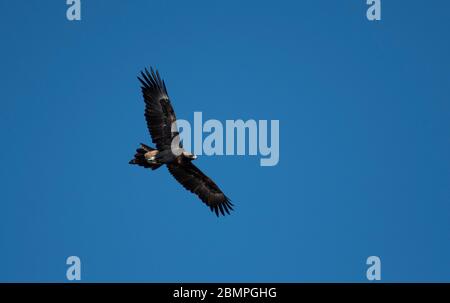 Keilschwanzadler fliegen in Australien Stockfoto