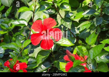 Malerisch schöne zarte rote Hibiskus, Chinarose, Blume blüht auf einem Hintergrund von Blättern im Frühjahr. Blühender Hibiscus rosa-sinensis im Stockfoto