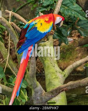 Scharlachrote Ara in der Regenwald-Pyramide in Moody Gardens in Galveston, Texas. Stockfoto