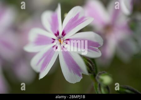 'Candy Stripe' kriechende Phlox (Phlox subulata) Gartenblume, Nahaufnahme, Makro. Stockfoto