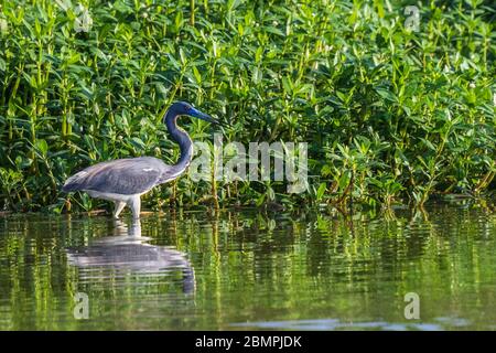 Dreifarbige Reiher in Zuchtgefieder auf Armand Bayou in Pasadena Texas Stockfoto