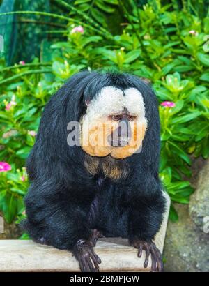 Saki-Affe mit weißem Gesicht in der Rainforest Pyramid in Moody Gardens in Galveston, Texas. Stockfoto