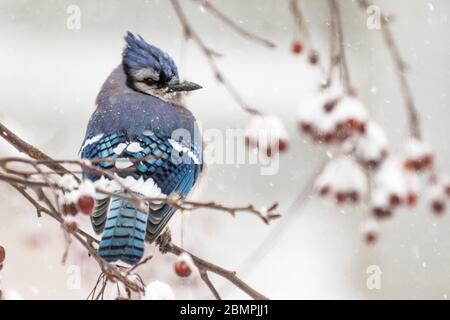 Blue jay sitzt auf einem schneebedeckten Krabben-Ast Stockfoto