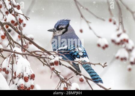 Blue jay sitzt auf einem schneebedeckten Krabben-Ast Stockfoto