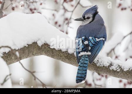 Blue jay sitzt auf einem schneebedeckten Krabben-Ast Stockfoto