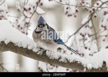 Blue jay sitzt auf einem schneebedeckten Krabben-Ast Stockfoto