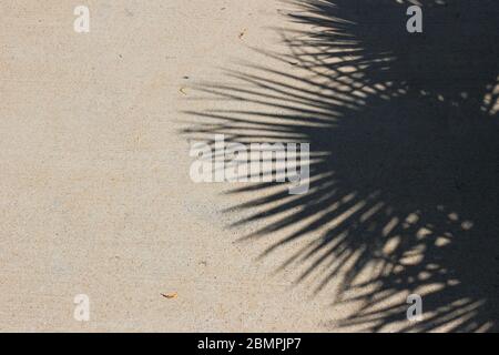 Palm hinterlässt Schatten auf beigefarbenem Beton rauem texturiertem Hintergrund. Dunkle Silhouette der exotischen Blätter in hellem Sonnenlicht. Sommerurlaub Konzept, fla Stockfoto
