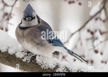 Blue jay sitzt auf einem schneebedeckten Krabben-Ast Stockfoto