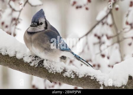 Blue jay sitzt auf einem schneebedeckten Krabben-Ast Stockfoto