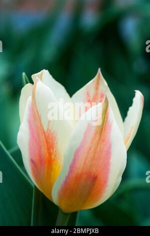 Nahaufnahme von tulipa Quebec.EINE einzige Art blassrote Chartreuse & Butterbecher gelbe Schüssel förmigen Tulpe gehören zu der Greigii Gruppe von Tulpen Division 14 Stockfoto