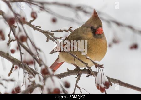 Eine Kardinalin sitzt auf einem schneebedeckten Ast Stockfoto