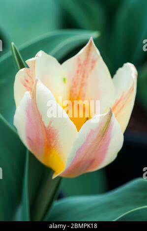 Nahaufnahme von tulipa Quebec EINE einzige Art blassrote Chartreuse & Buttercup gelbe Schüssel Tulpe, die zur Greigii-Gruppe der Tulpen Division 14 gehört Stockfoto