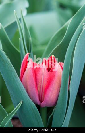 Nahaufnahme von tulipa Abba vor dem vollständigen Öffnen. Eine schalenförmige rote Tulpe, die zur doppelten frühen Gruppe der Tulpen Division 2 gehört Stockfoto