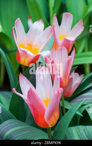 Tulpenherzen aus der Nähe erfreuen eine rot-weiße Lilienlippe mit bunten Blättern der Kaufmanniana-Tulpengruppe Division 12 Stockfoto