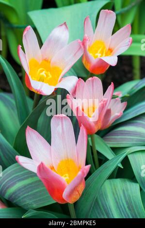 Tulpenherzen aus der Nähe erfreuen eine rot-weiße Lilienlippe mit bunten Blättern der Kaufmanniana-Tulpengruppe Division 12 Stockfoto