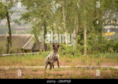 Ein sehr aktiver Hund. Deutsch Kurzhaar Deutscher Kurzhaariger Zeigehund. Kurzhaar ist ein schlanker und auch schlanker Hund. Farben von mehreren großen unebenen Flecken sc Stockfoto