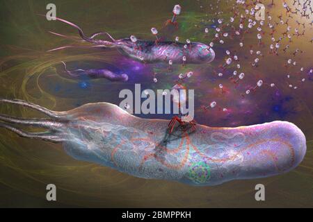 Bakteriophagen infizieren Bakterien, Illustration. Ein Bakteriophagen oder Phage ist ein Virus, das Bakterien infiziert. Es haftet an der Oberfläche eines Bakteriums und injiziert sein Erbgut (rote Doppelhelix) in die Zelle. Das virale genetische Material entführt dann die eigene Zellmaschinerie des Bakteriums und zwingt es, mehr Kopien der Bakteriophage zu produzieren. Wenn eine ausreichende Anzahl produziert worden ist, platzen die Phagen aus der Zelle und töten sie. Phagen sind eine mögliche Therapie gegen multiresistente Bakterien. Stockfoto