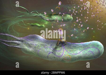 Bakteriophagen infizieren Bakterien, Illustration. Ein Bakteriophagen oder Phage ist ein Virus, das Bakterien infiziert. Es haftet an der Oberfläche eines Bakteriums und injiziert sein Erbgut (lila Doppelhelix) in die Zelle. Das virale genetische Material entführt dann die eigene Zellmaschinerie des Bakteriums und zwingt es, mehr Kopien der Bakteriophage zu produzieren. Wenn eine ausreichende Anzahl produziert worden ist, platzen die Phagen aus der Zelle und töten sie. Phagen sind eine mögliche Therapie gegen multiresistente Bakterien. Stockfoto
