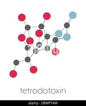 Tetrodotoxin (TTX) Kugelfisch Neurotoxin Molekül. Stilisierte Skelettformel (chemische Struktur): Atome werden als farbcodierte Kreise dargestellt: Wasserstoff (versteckt), Kohlenstoff (grau), Sauerstoff (rot), Stickstoff (blau). Stockfoto