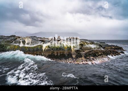 Seelöwen und Robben auf dem Beagle Kanal bei Ushuaia, Provinz Feuerland, Argentinien, Südamerika. Stockfoto