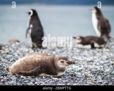 Magellan Pinguin Kolonie auf Martillo Insel im Beagle Kanal, Ushuaia, Tierra del Fuego Provinz, Argentinien. Stockfoto