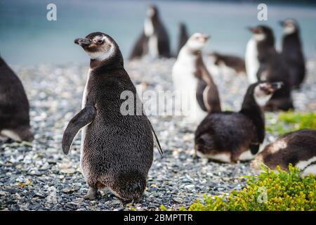 Magellan Pinguin Kolonie auf Martillo Insel im Beagle Kanal, Ushuaia, Tierra del Fuego Provinz, Argentinien. Stockfoto