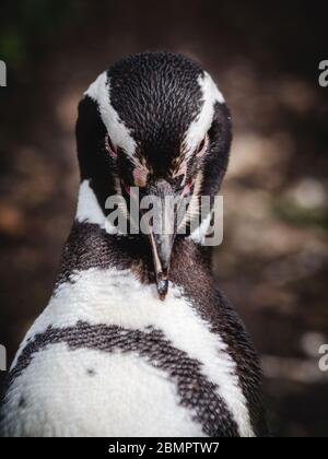 Nahaufnahme des Magellan-Pinguins auf der Insel Martillo im Beagle-Kanal, Ushuaia, Provinz Feuerland, Argentinien. Stockfoto