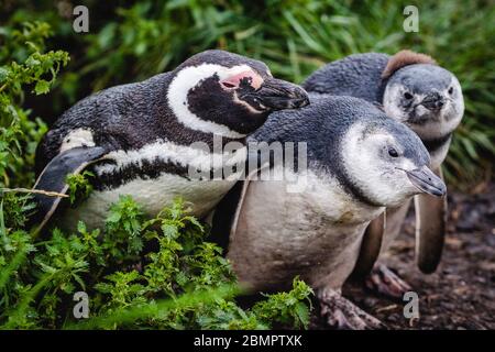 Magellan-Pinguine auf der Insel Martillo, Ushuaia, Provinz Feuerland, Argentinien. Stockfoto