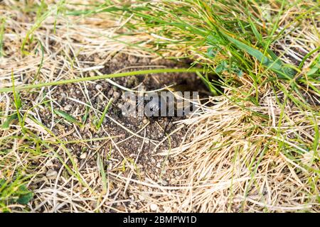 Europäische Feldgrille Gryllus campestris im Eingang seiner Höhle, Sopron, Ungarn, Europa Stockfoto