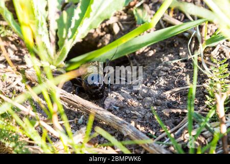 Europäische Feldgrille Gryllus campestris vor seinem Bau, Ungarn, Europa Stockfoto