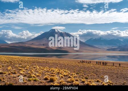 Touristen erkunden Miscanti See (Spanisch: Laguna Miscanti) in der Atacama Wüste, Nord-Chile, Südamerika. Stockfoto