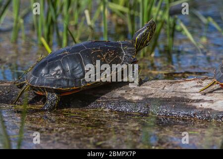 WESTERN Painted Turtle (Chrysemys picta) Klettern & Sonnen auf Holz, zum Aufwärmen, kleine slough, in seinem natürlichen Lebensraum. Cranbrook, BC. Stockfoto