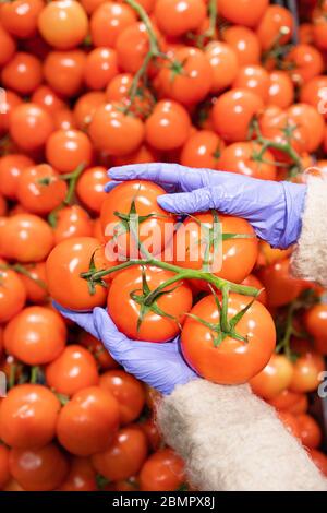 Frau Hände in medizinischen Gummihandschuhe wählt rote reife Tomaten auf einem Zweig im Supermarkt, vertikal. Schutzmaßnahmen gegen die Pandemie des Coronavirus, c Stockfoto