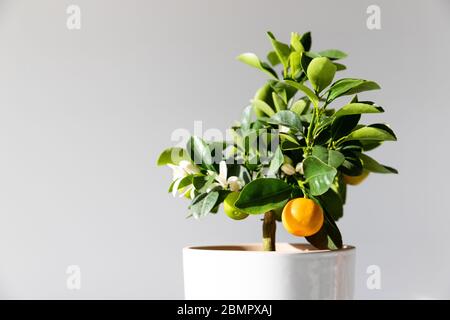 Zimmerpflanze Citrus calamondin beleuchtet durch Sonnenlicht auf grauem Hintergrund mit Kopierraum, Nahaufnahme. Gartenarbeit. Unprätentiöse blühende und fruchtende Pflanze Stockfoto