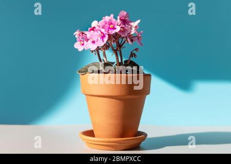 Blühende Saintpaulia mini/African violet in Terracotta Ton Pflanztopf auf einem Tisch beleuchtet von Sonnenlicht auf blauem Hintergrund. Unprätentiöse Pflanze Stockfoto