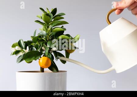 Mann Bewässerung Topfpflanze Citrus calamondin mit einer eleganten weißen metallischen Gießkanne mit langen dünnen Auslauf, gelb dünnen kreisförmigen Griff, weiß Stockfoto