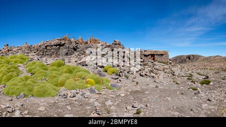 Anden-Grasland-Landschaft, Azorella compacta, Azorella yareta (llareta), Salinas y Aguada Blanca National Reserve, Peruvian altiplano, Peru Stockfoto