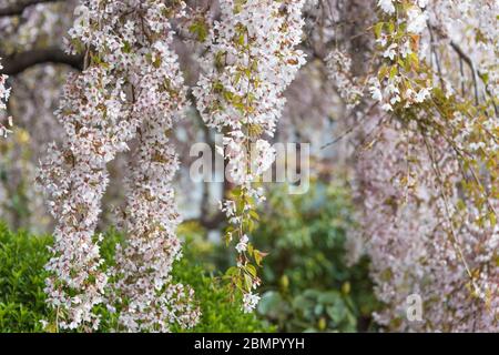 Weiß rosa Kirschblüten floralen Hintergrund, Textur. Blühende Trauerkirsche, Sakura Frühling Hintergrund Stockfoto