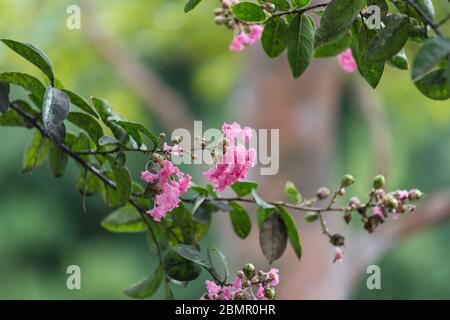 Schöne rosa Blüten von Crepe Myrtle Baum. Botanische Nahaufnahme Natur Hintergrund Stockfoto