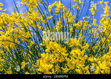 Spanische Besenblume, Spartium junceum Stockfoto