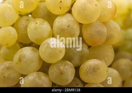 Bild einer Gruppe von weißen Trauben, deren durchscheinende Körner den Rahmen mit ihren unregelmäßigen Formen füllen Stockfoto