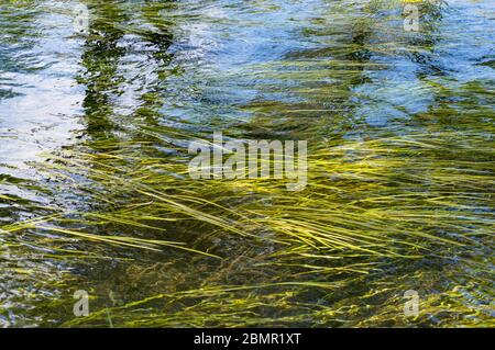 Seegras schweben unter klarem Wasser. Lange Seegras bewegen sich im Wasser. Natur Hintergrund Stockfoto