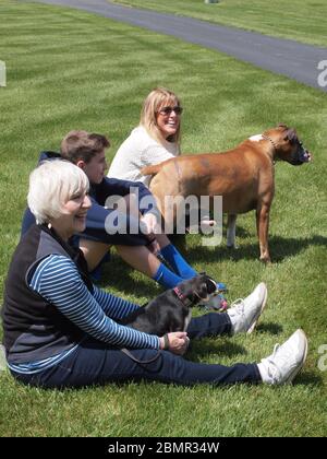 Drei Generationen genießen einen warmen New Jersey Frühlingstag mit einem Haustier Boxer und ein wenig Rat Terrier auf einem frisch geschnittenen Rasen. Stockfoto