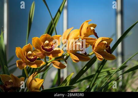 Nahaufnahme der blühenden Orangenorchideen blühen mit grünen Blättern. Orchidee tropische Blume floralen Hintergrund Stockfoto